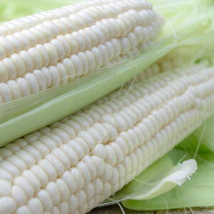 White maize